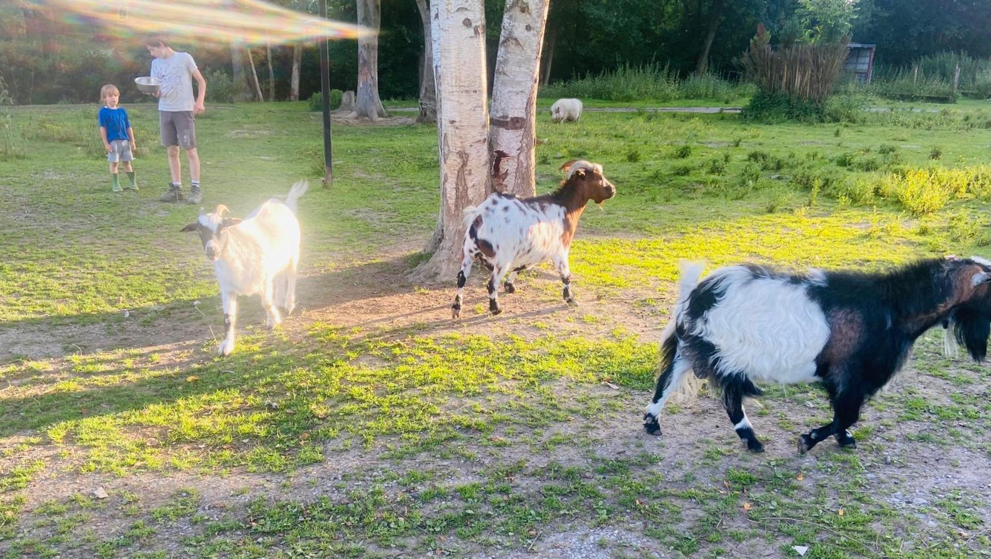 Caravane En Pleine Nature Ferme Proche De Tout Филипвил Екстериор снимка